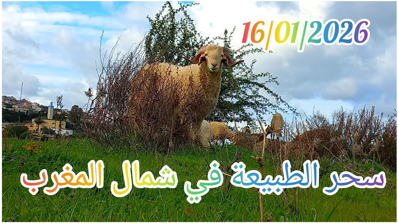 سحر جمالية البادية، شمال المغرب،شاهد الفيديو وانبهر بالطبيعة 
