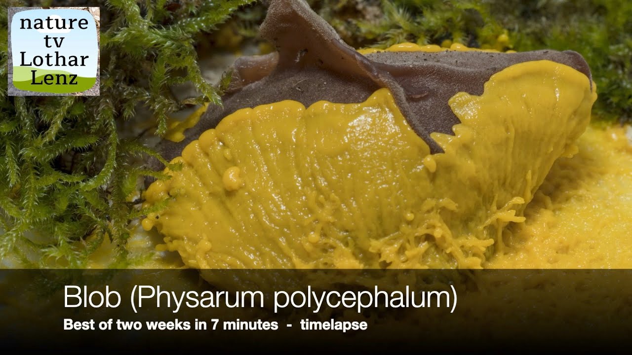 Blob (Physarum polycephalum) Best of two weeks in 7 Minutes timelapse. Schleimpilz / Myxomyceten
