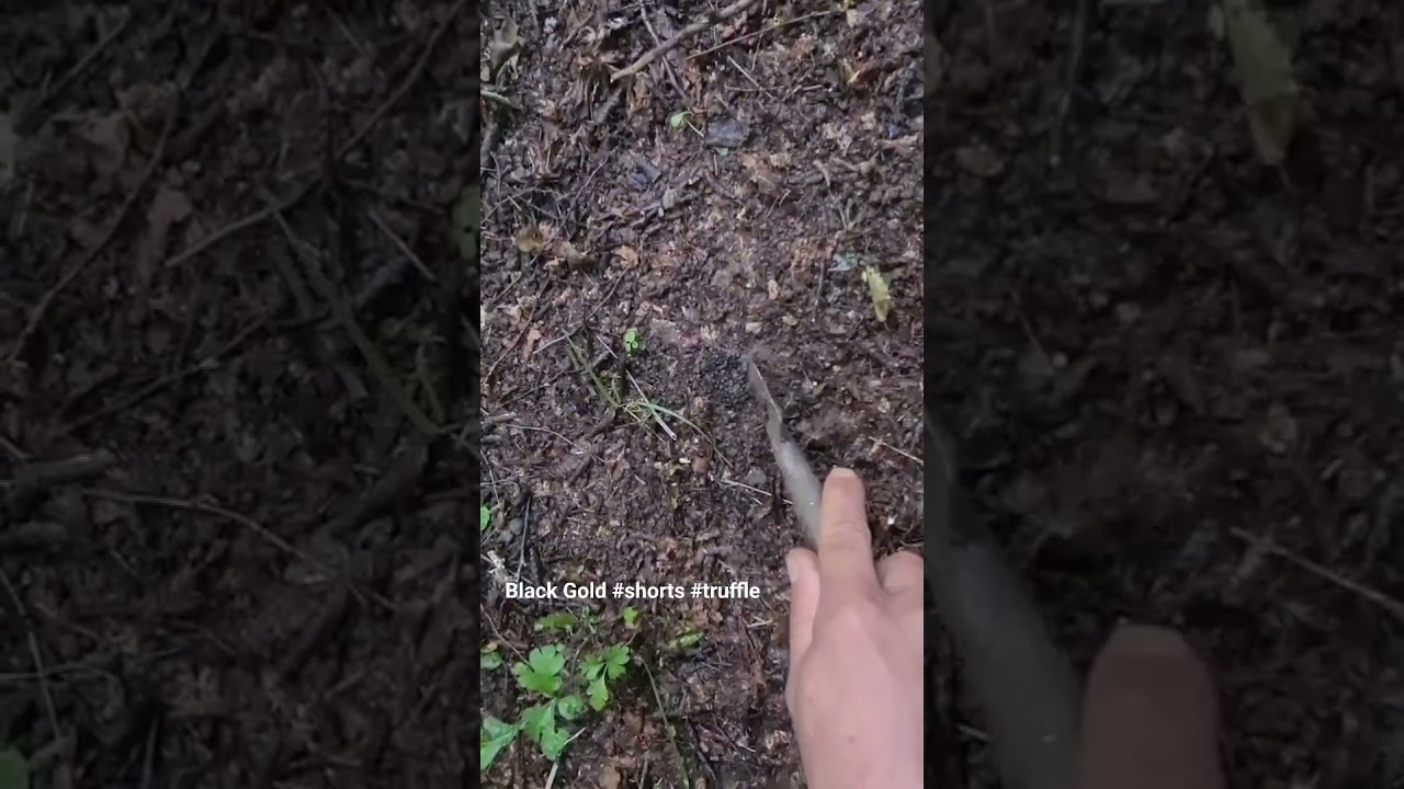 Truffle Hunting Lesson #truffle #nature #forest #food #mushroom #wild