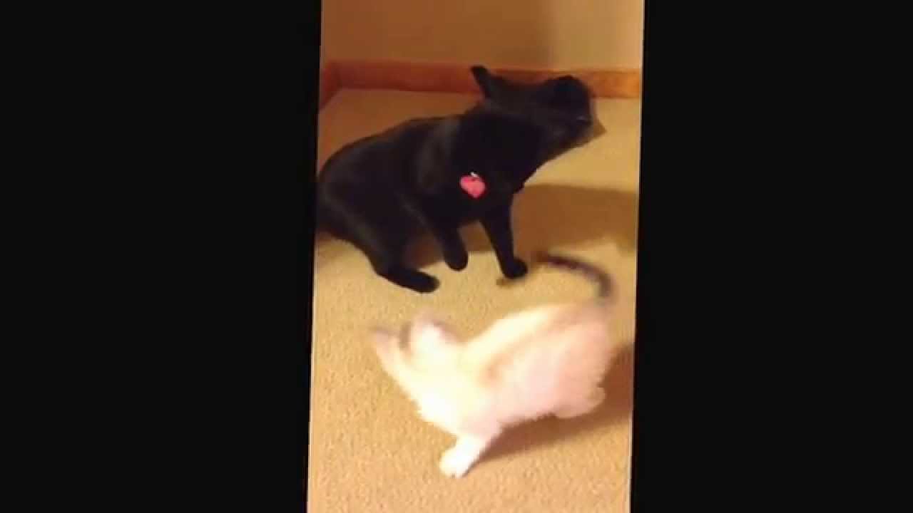 Barnaby and Edward meeting! Kitties hooray!!