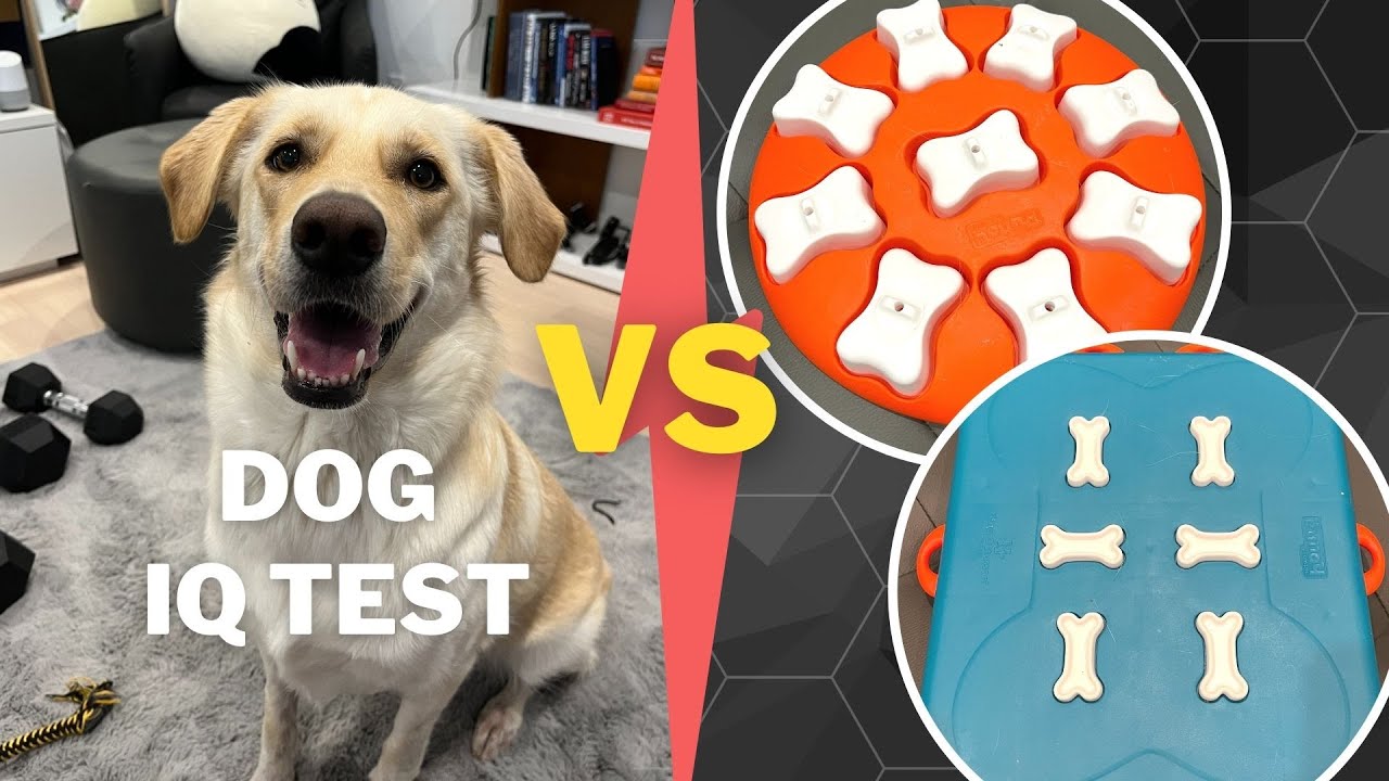 Testing My Smart Dog's Intelligence (Golden Retriever Mix)