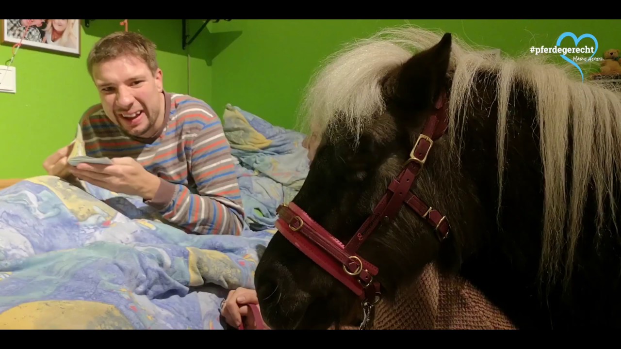 Polly Therapiepony on Tour