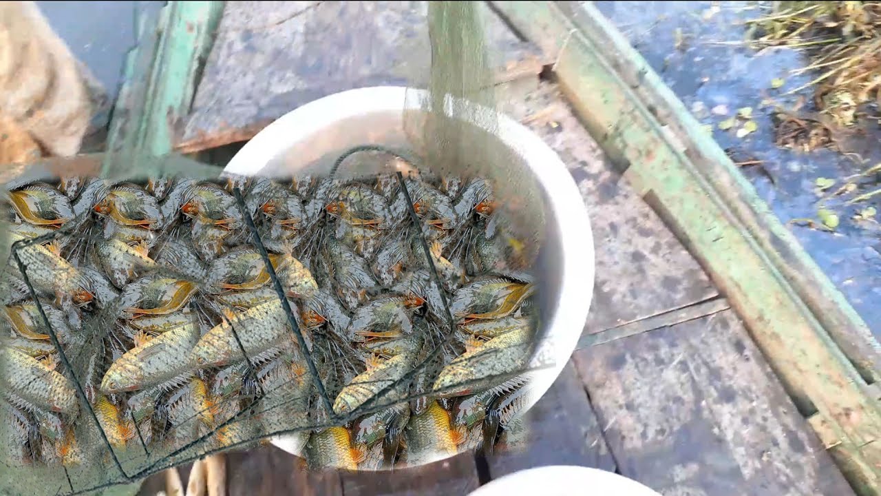 Emotional Fishing Moments! Amazing Koi Fish Caught in China Net | Aquarel Nature