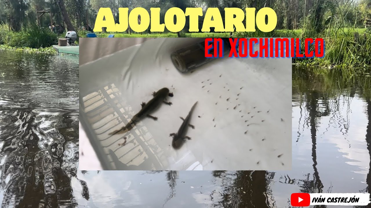 Ajolotario en Xochimilco