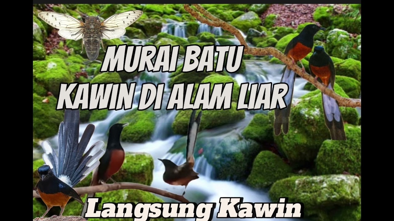 Suara Burung MURAI BATU Kawin di alam liar #pancinganmuraibatucepatbunyi #pancinganmuraibatu