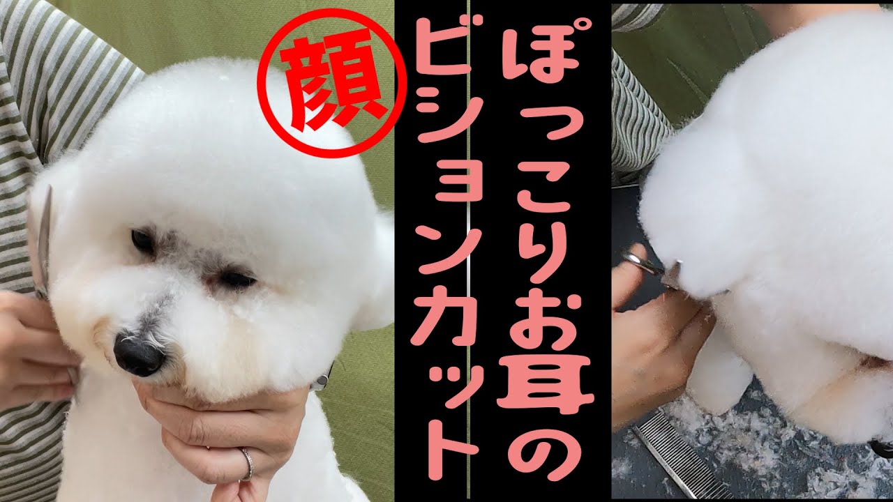 #136【韓流ビション】顔の切り方