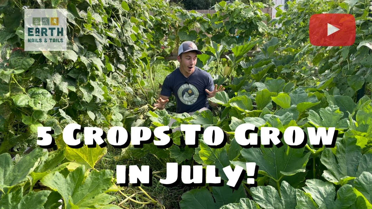 5 Crops You Can Still Plant In July!