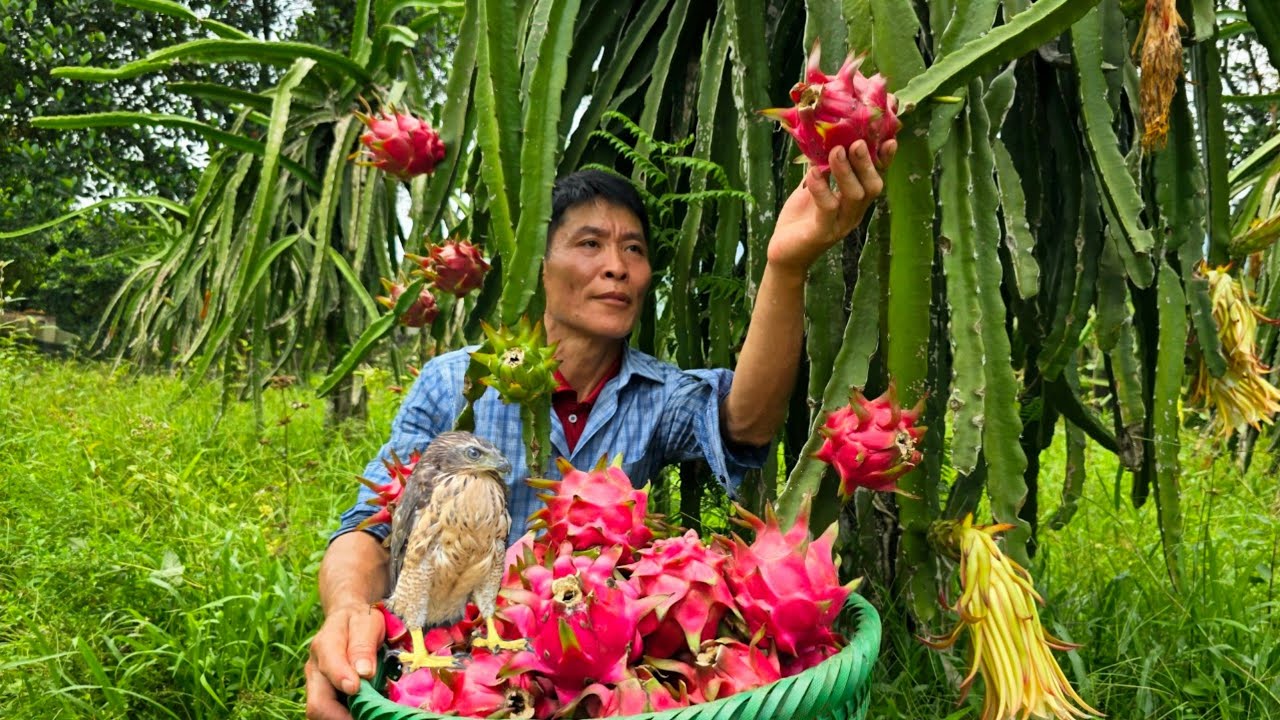Harvesting Dragon Fruit Go To The Market Sell - Manufacture The End Mill With Stone - Solo Survival