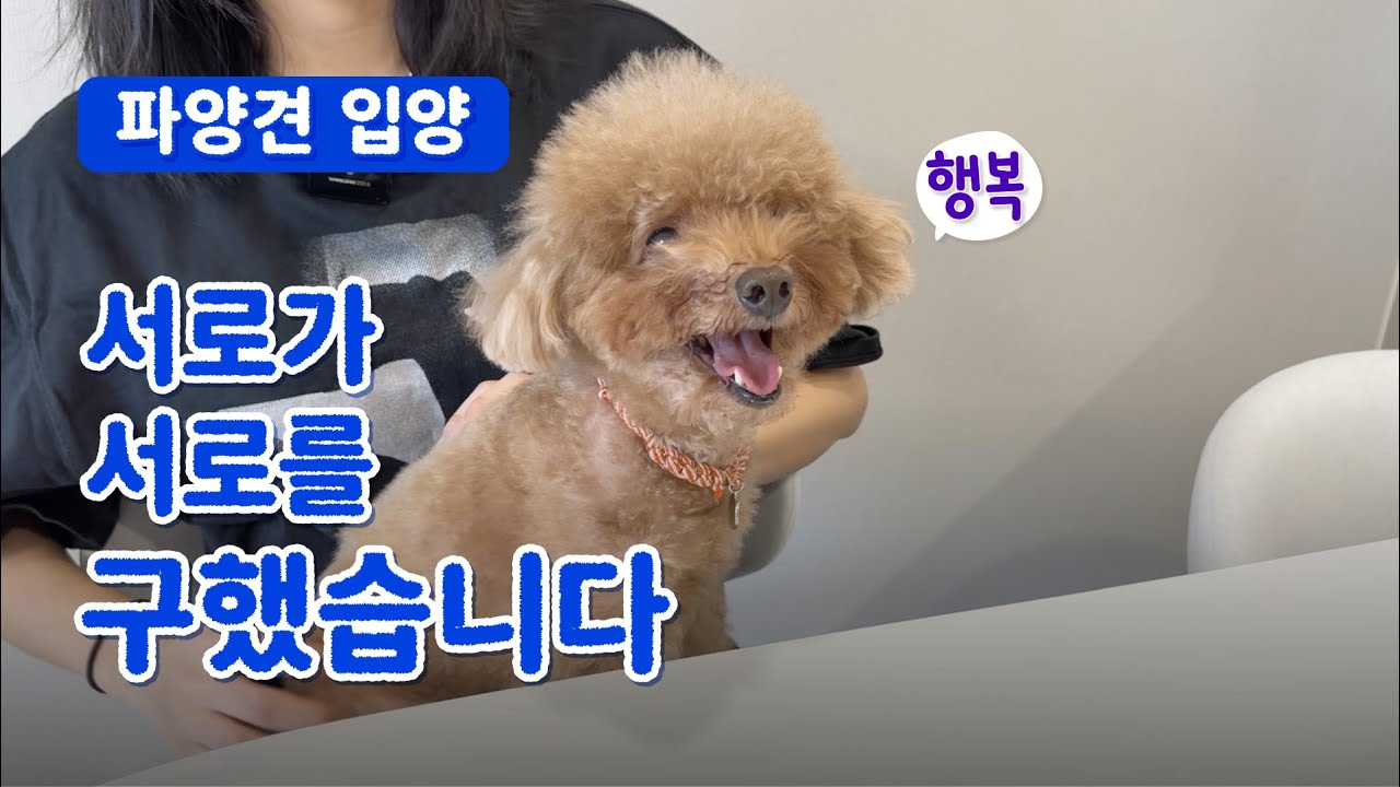 한국말 못 하던 13살 소녀가 '현관에 묶인 강아지'를 데려온 이유... 낯선 한국에서 만나 서로의 10년 친구가 된 우리❤️ 집소개 + 광고 없는 추천템 ｢ 밥은 멍고 다니냥 ｣