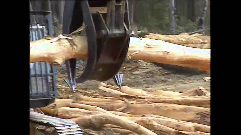 MBT - Senior Forestry Consultant