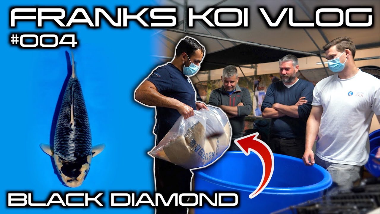 RARE BLACK KOI! UNBOXING MY DAINICHI BLACK DIAMOND 💎