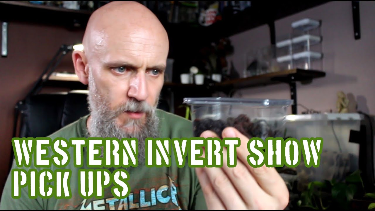 Western Invert Show 2022 Pickups #tarantula #inverts #whatdidiget