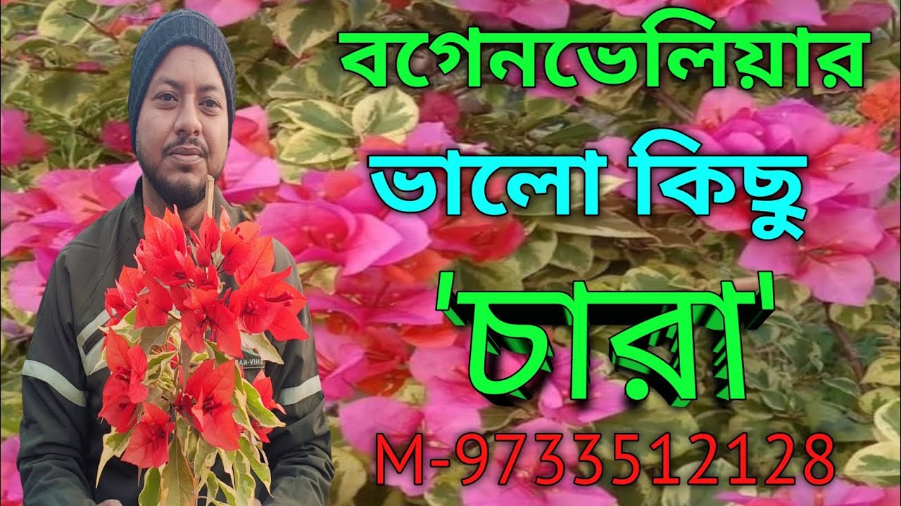 বগেনভেলিযার ভালো কোলেটির চারা পেতে পারেন আমার কাছে।