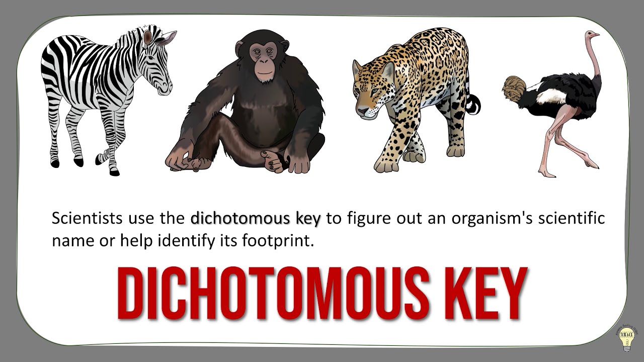 Unlocking Animal Identities with the Dichotomous Key - Easy Guide for Beginners