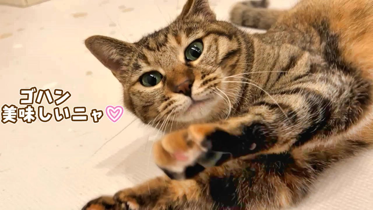 食べるのが大好きなりんちゃんが可愛いまん丸お腹になっちゃった