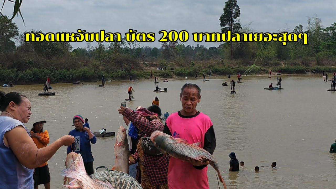 ทอดแหจับปลา บัตร 200 บาท คุ้มสุดๆ # วิถีชนบท#ทอดแห 