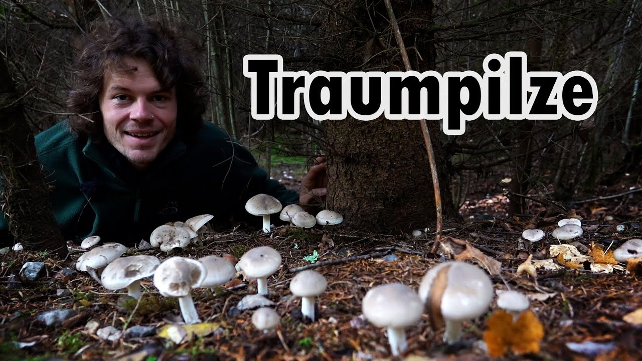 Pilze sammeln im Oktober: Der Wald dreht nochmal richtig auf!