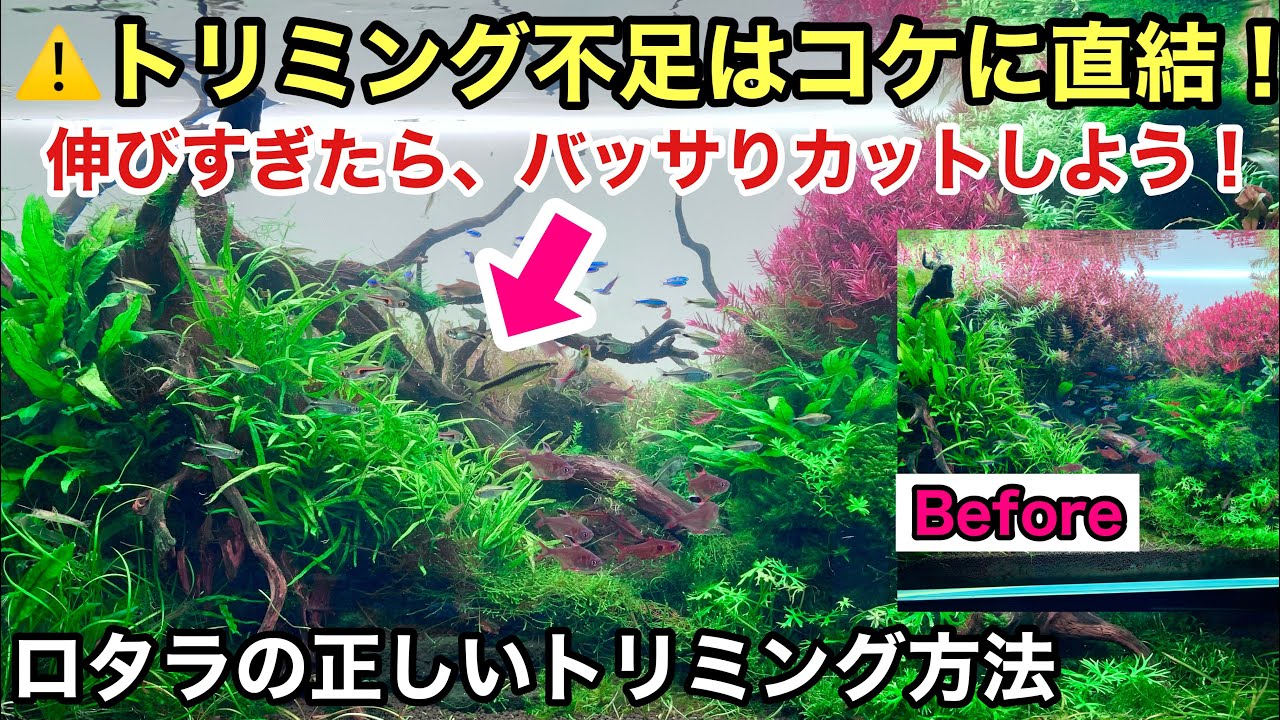 水草のトリミング不足はコケに直結！ロタラなど有茎草の正しいトリミング方法 ADAネイチャーアクアリウム立ち上げ初心者、水草の育て方、切り方、グリーンロタラ、コケ対策、水草レイアウト水槽の作り方
