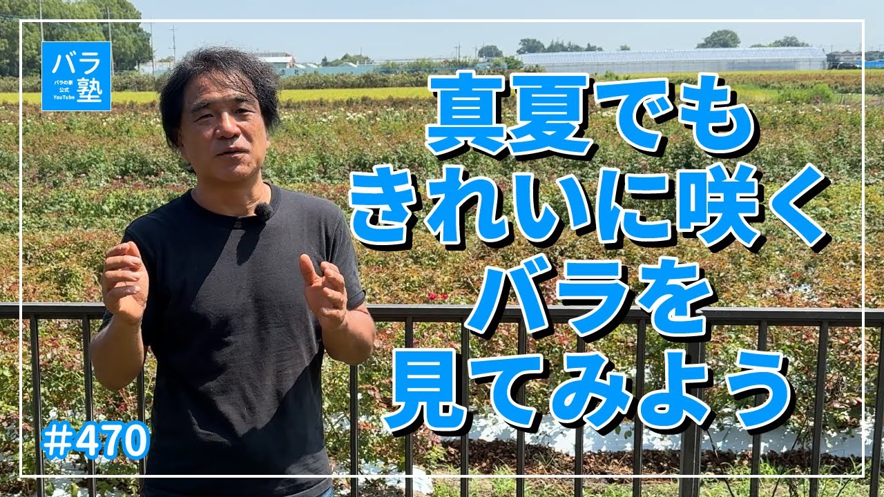 #470 真夏でもきれいに咲くバラを見てみよう