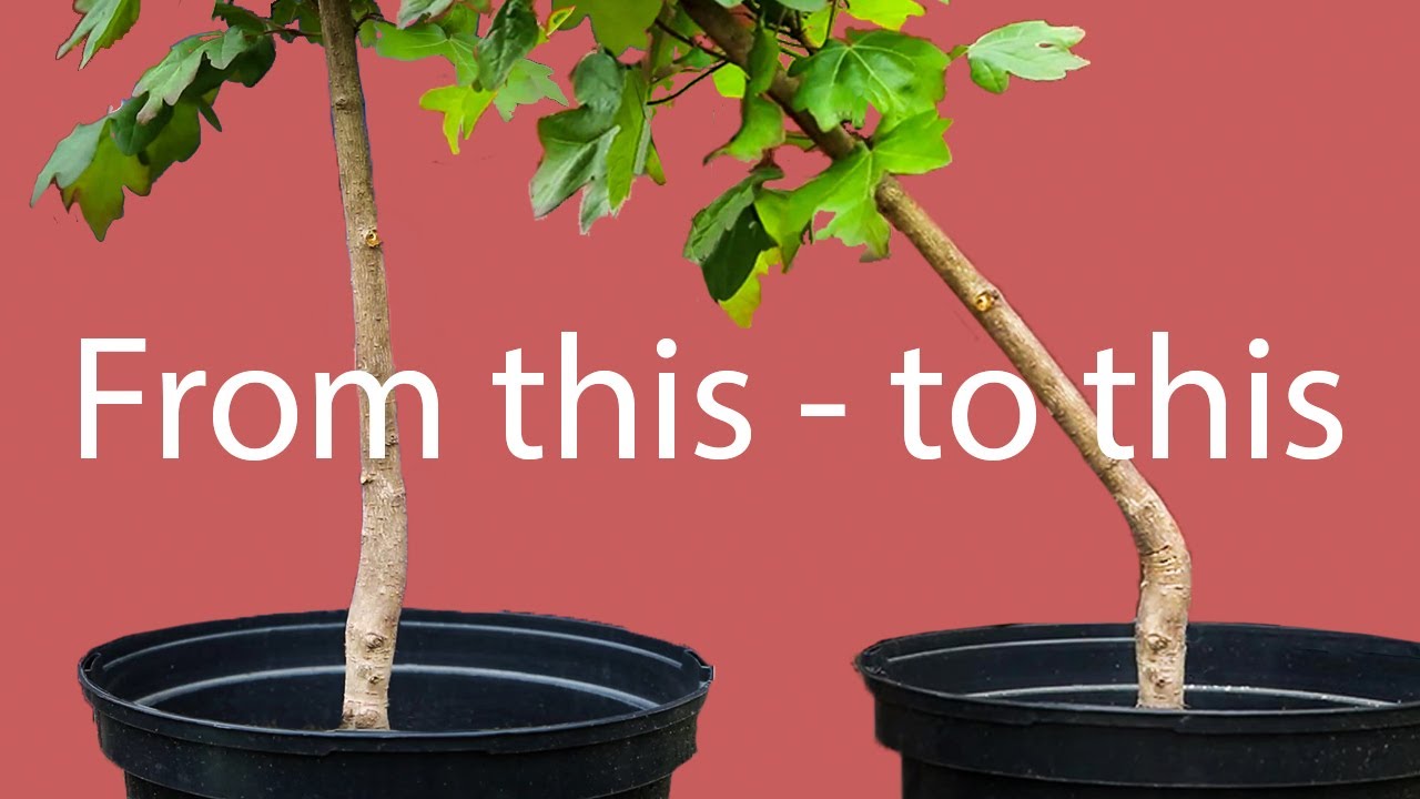 Crazy bonsai bending experiment!