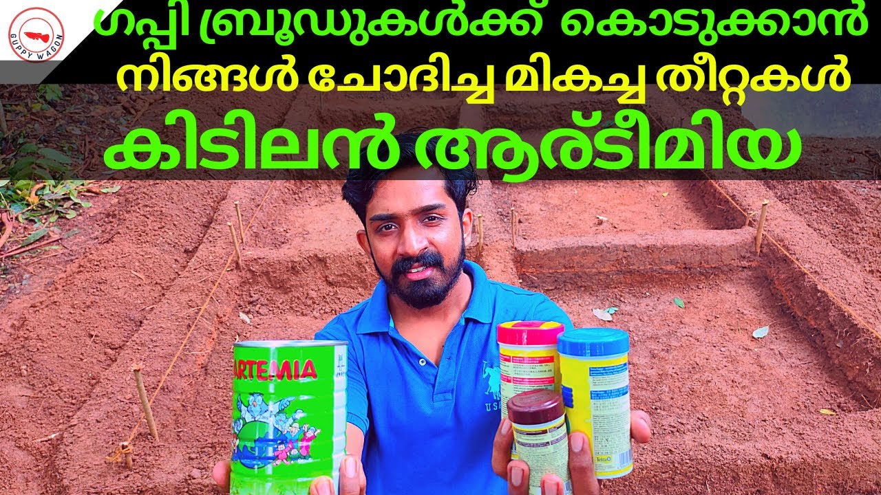 നിങ്ങൾ ചോദിച്ച മികച്ച തീറ്റകൾ|കിടിലൻ ആര്ടീമിയ|Supeb Food For Your Guppies|Best Artemia