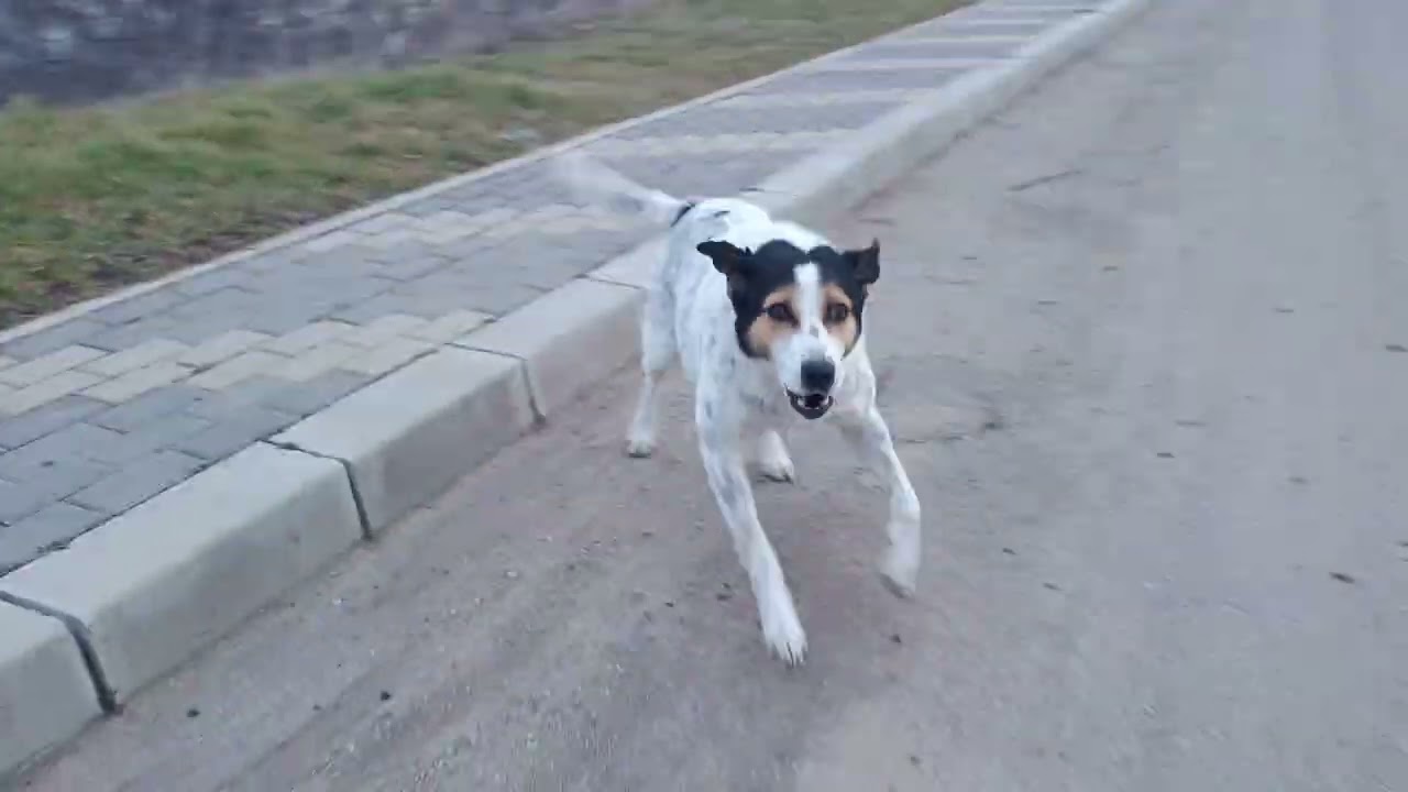 Dog 🐕 behind botanical garden attacking again / Старая знакомая собака 🐶 за ботсадом снова атакует