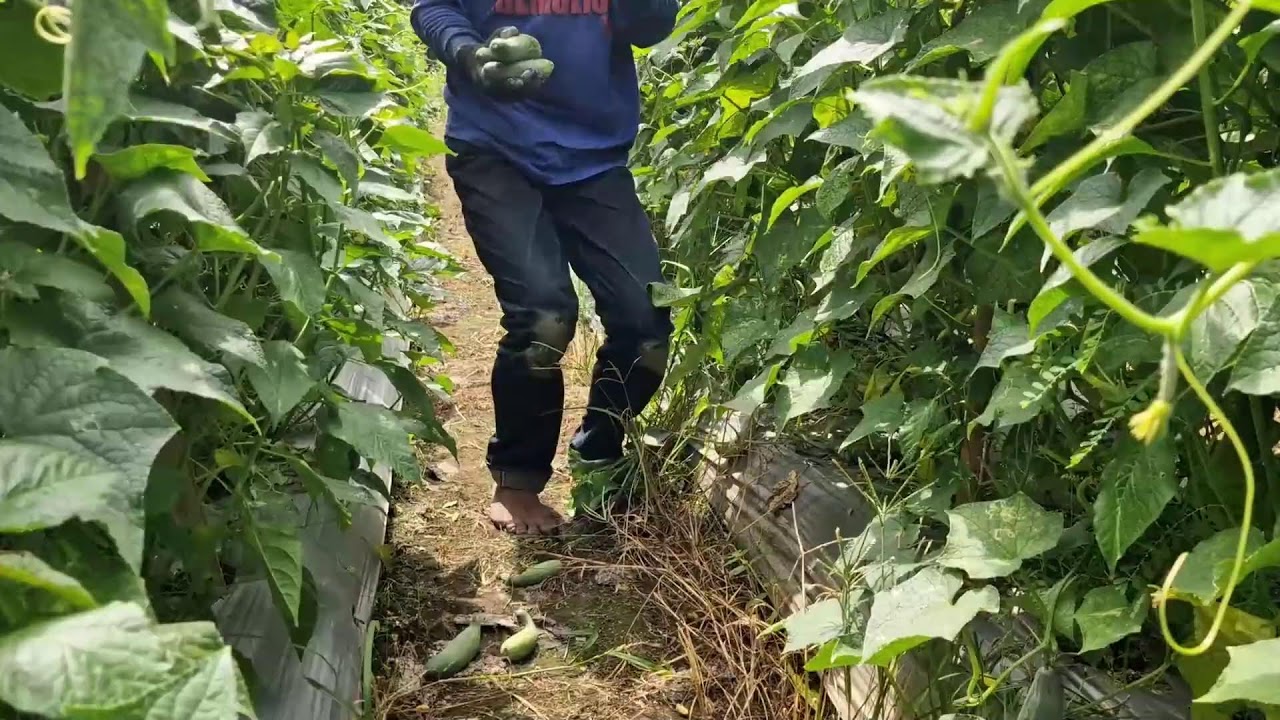 SMART SPRAYER TOOL FOR CUCUMBER PEST CONTROL! PESTS GONE FAST! - agricultural