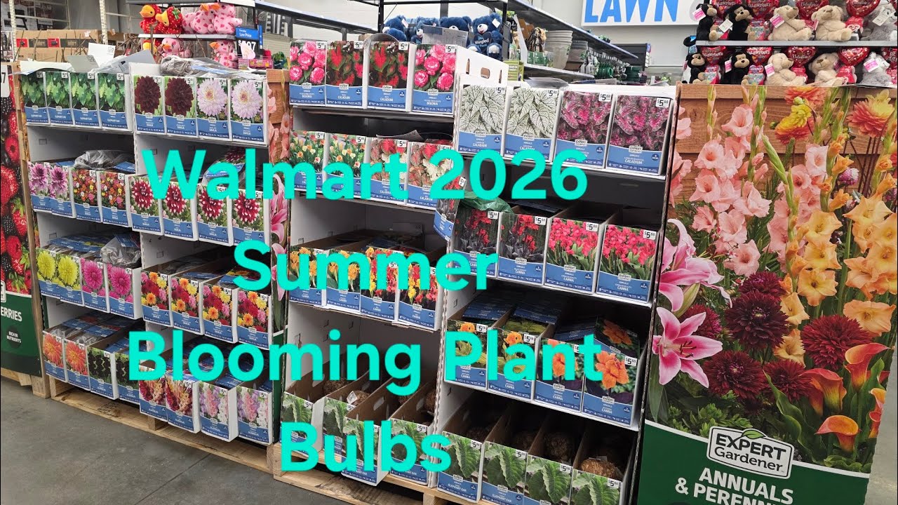 Walmart 2nd Round of Summer Blooming Plant Bulbs Are Here.