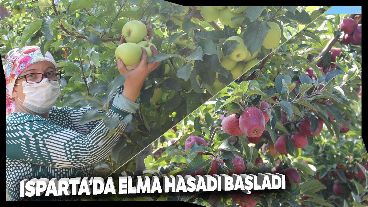 Türkiye’de Yetişen Her 4 Elmadan Biri Isparta’da Üretiliyor