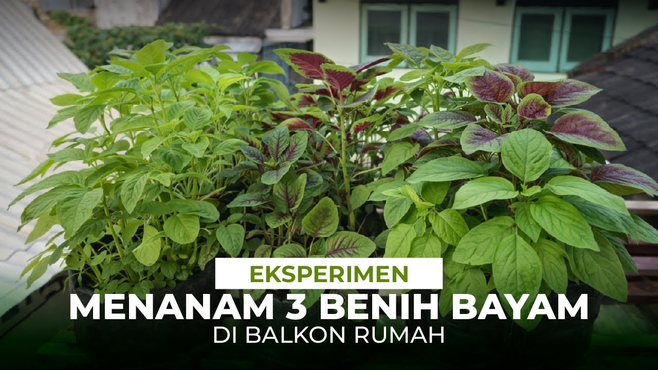 Hanya dibalkon rumah bisa tanam bayam sebanyak ini?