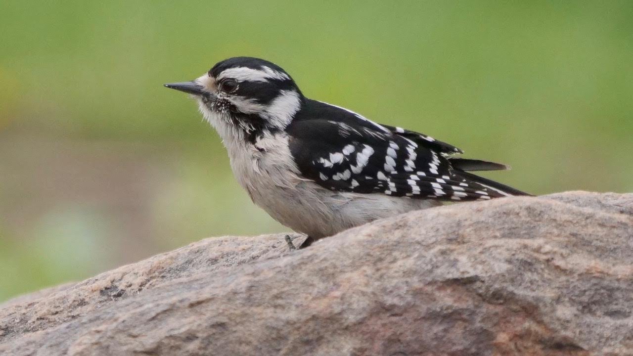 Downy Woodpecker, Female