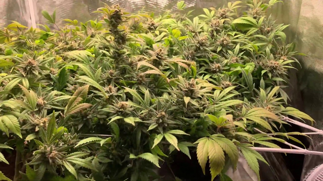 How to trim and train your cannabis plants to produce more buds