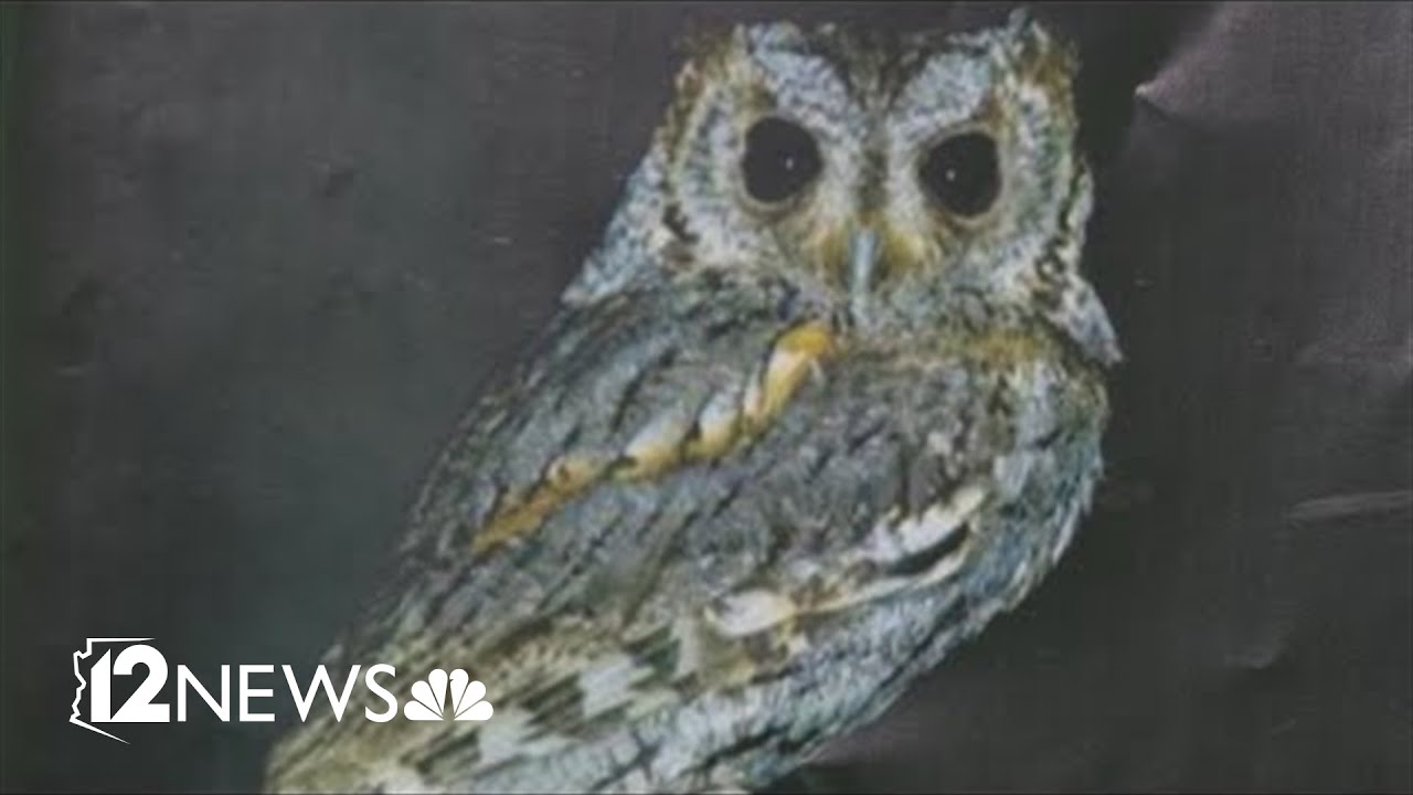 Scientists investigating why dozens of owls have fallen out of Arizona sky