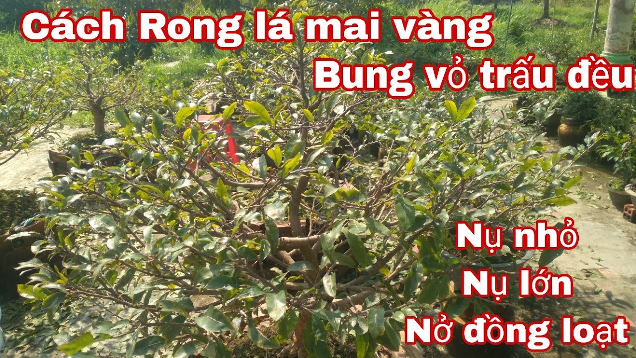 Cách Rong lá để cây mai Nở đều và đồng loạt.