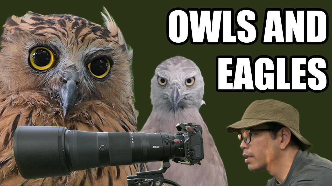 Singapore got Owls and Eagles meh? | Singapore Birding Vlog