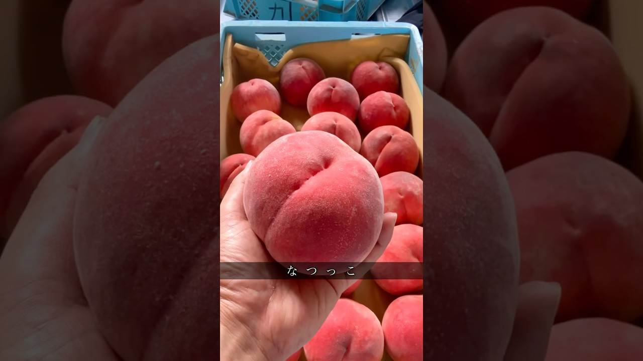 なつっこ紹介 #あら川の桃 #室谷青果  #桃 #peach #ショート