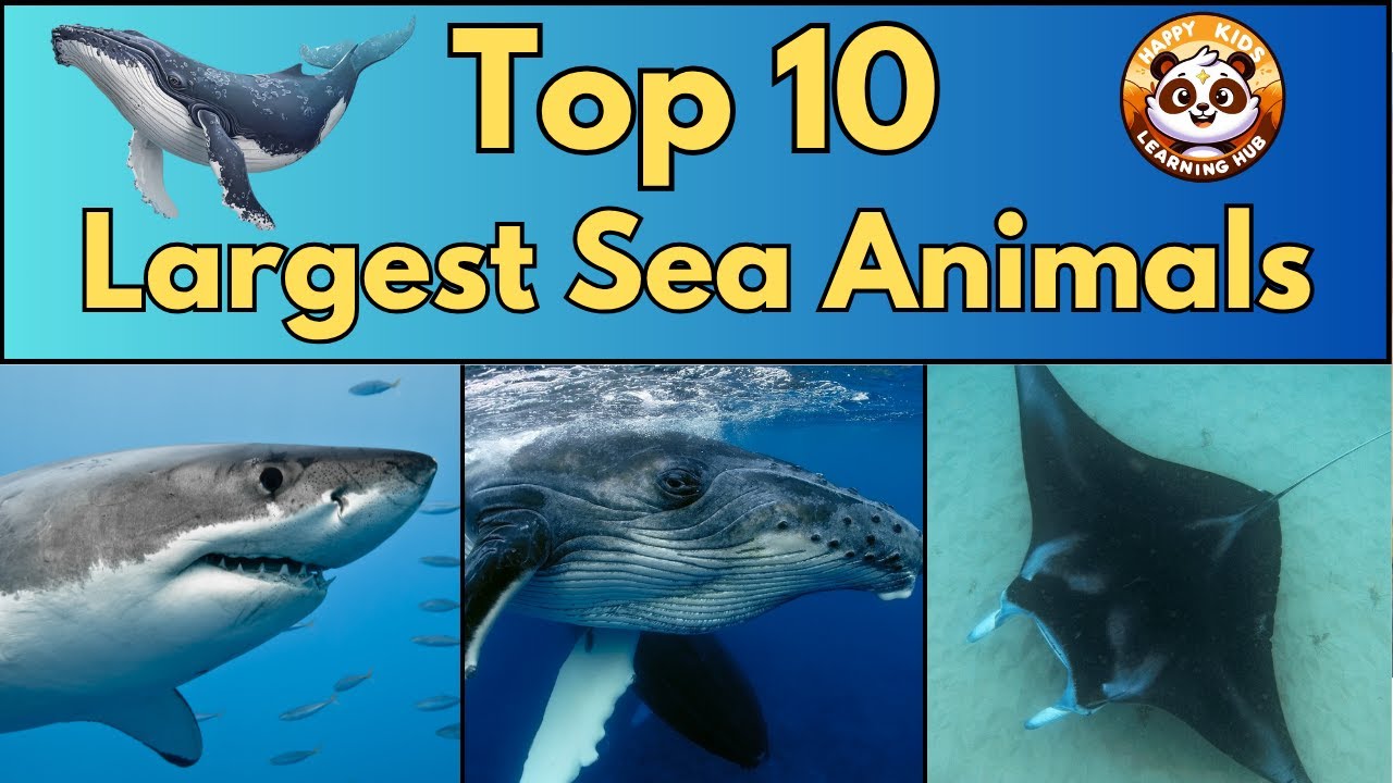 Top 10 Largest Sea Animals | Fun Ocean Animals Facts for Kids