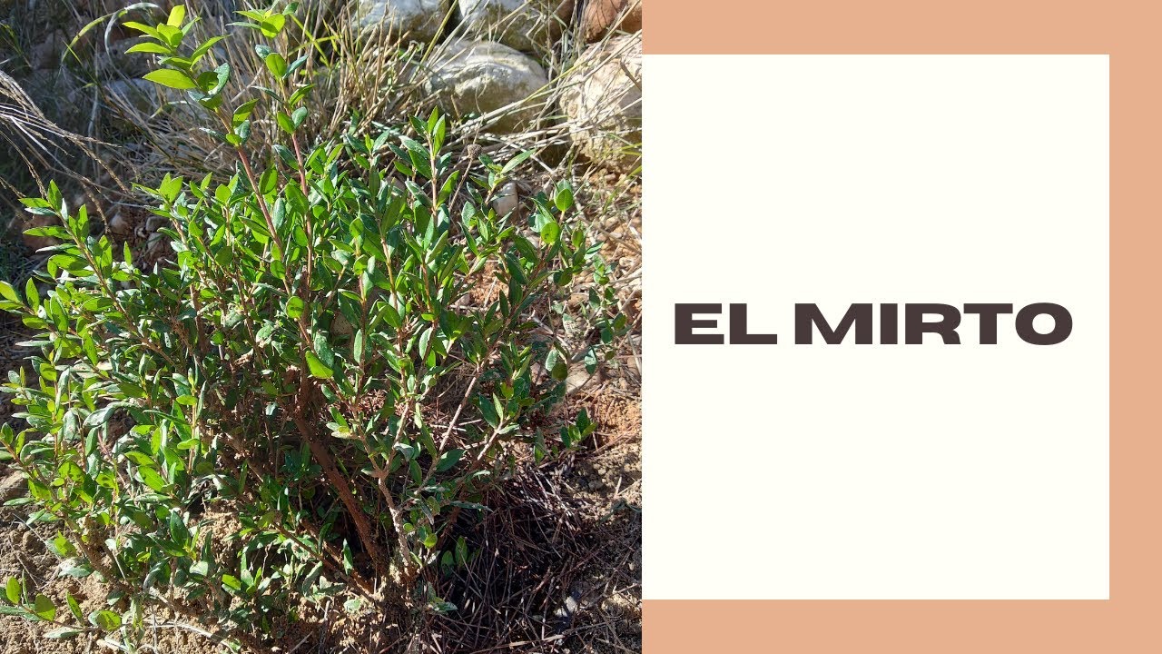 EL MIRTO