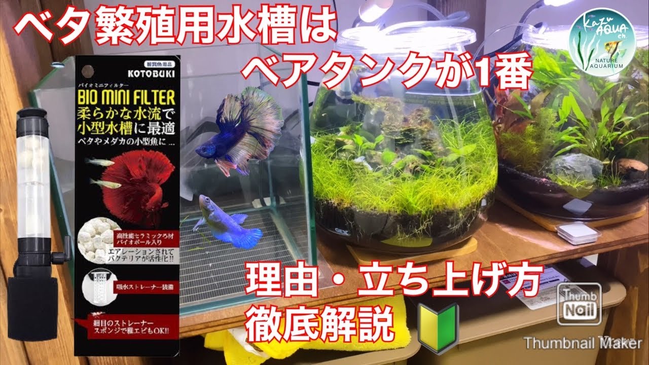 ベタ繁殖用水槽20cmキューブで立ち上げ・おすすめ濾過商品開封レビュー有【#アクアリウム #20cmキューブ水槽　#ベタ繁殖　#水槽立ち上げ #kazu AQUAch】