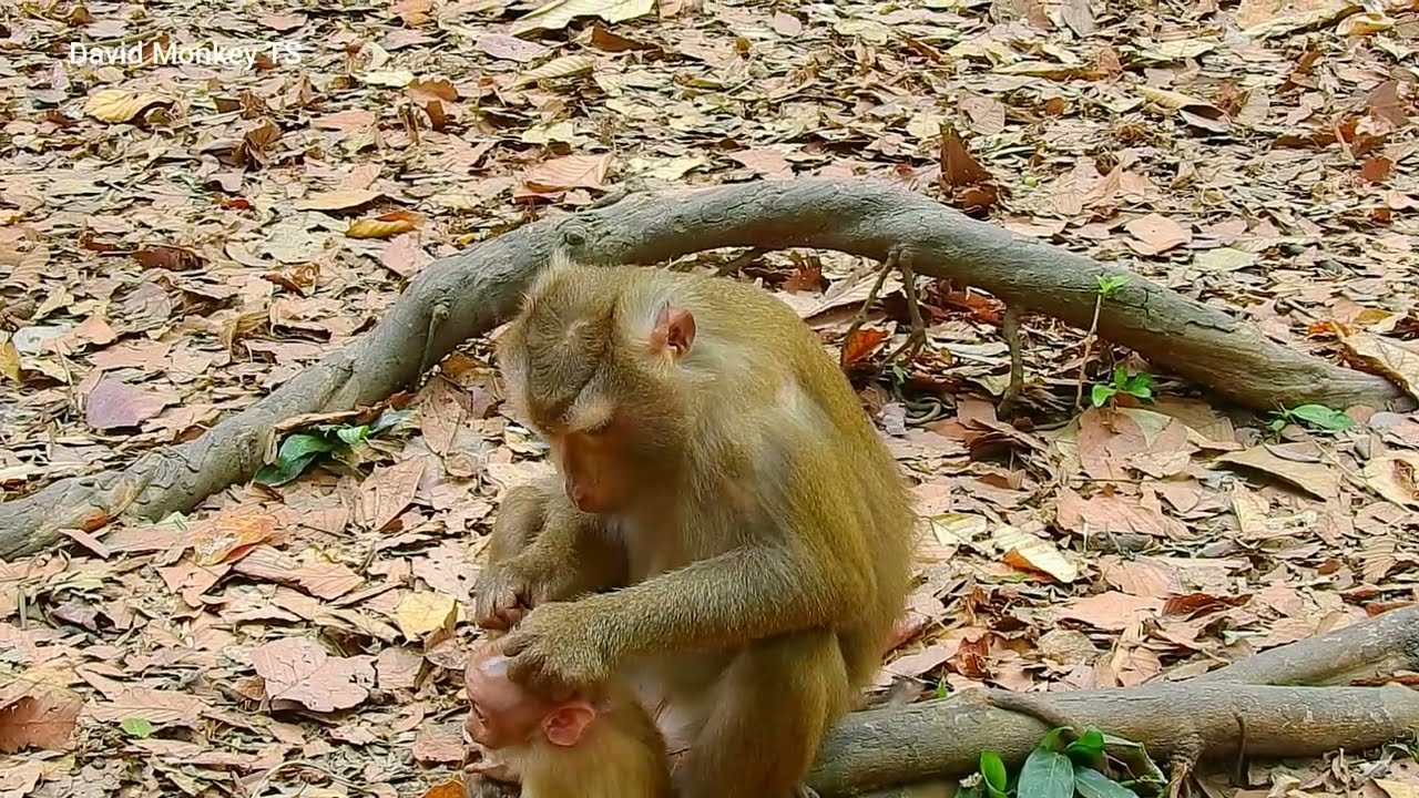 Every day monkey video #01