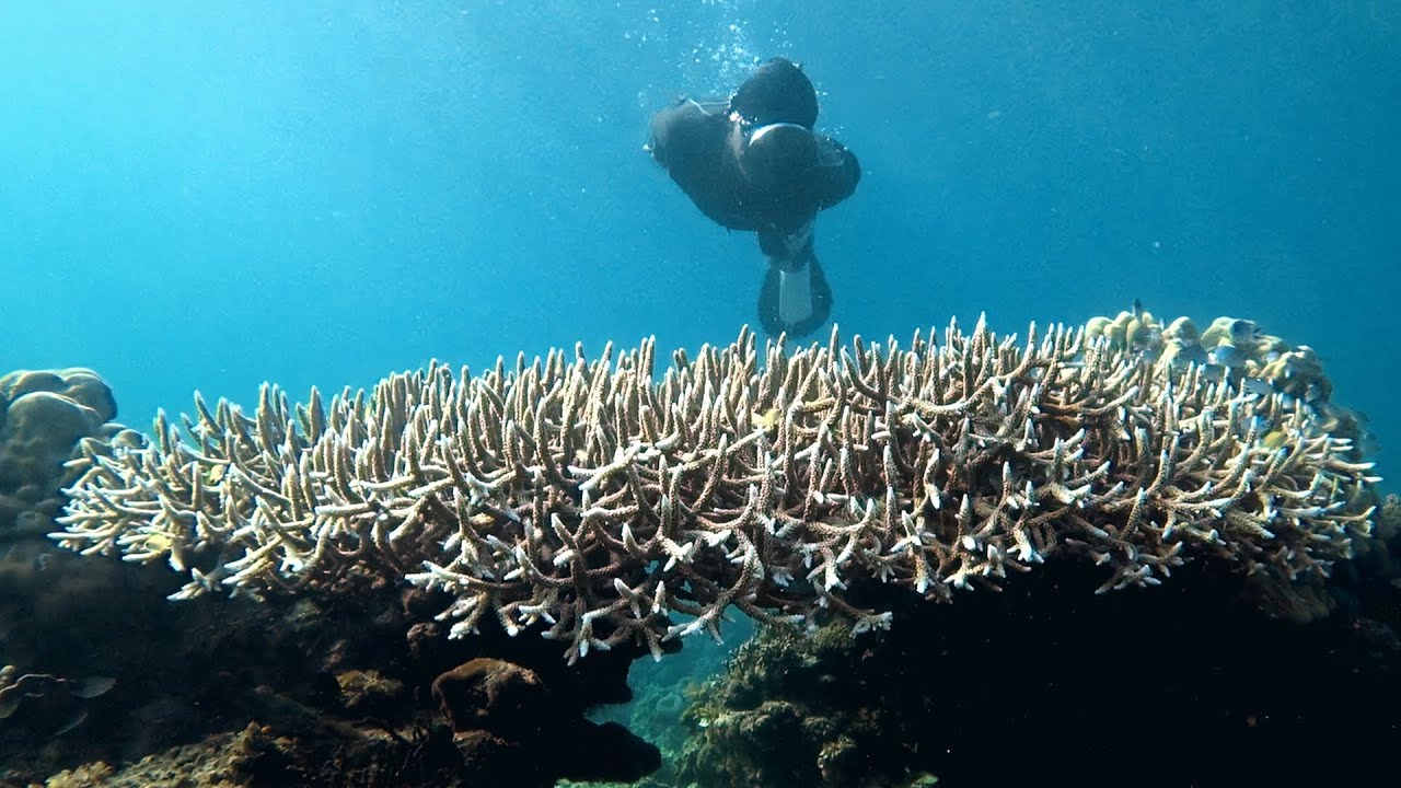 Philippines : 20 spots de snorkeling incontournables