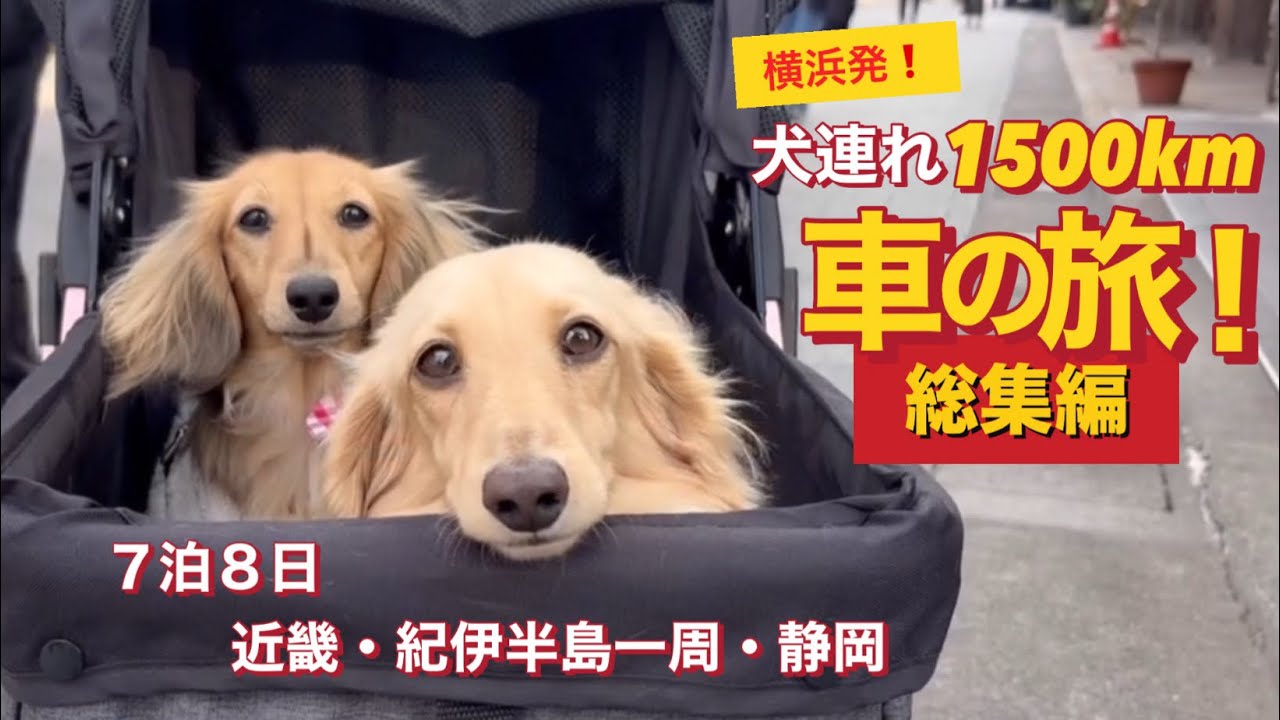 【総集編】３歳と１歳のダックスが旅した1,500kmの記録🐶🐶#ダックスフンド #犬のいる暮らし #dachshund 