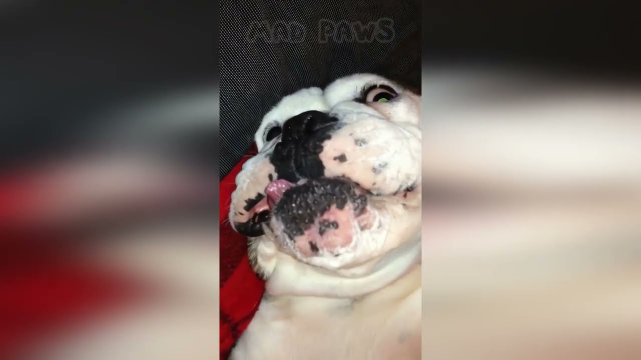 😂🐶 Unbelievable Dog Antics: Prepare to Laugh at These Goofy Pups! 😂🐶