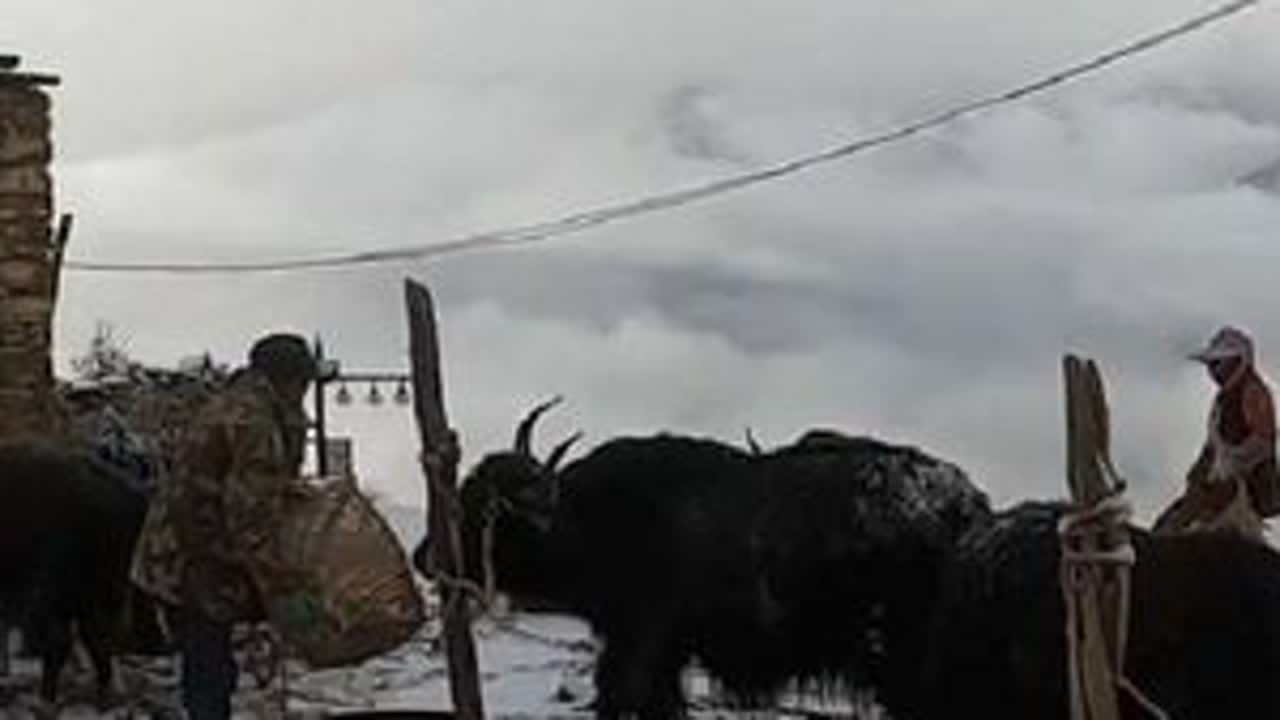 一夜大雪整个村庄银装素裹，阿斌起床就跟舅舅扫雪喂牦牛 #我的乡村生活 #记录真实生活 #牦牛 #乡村守护人 #雪地里撒欢