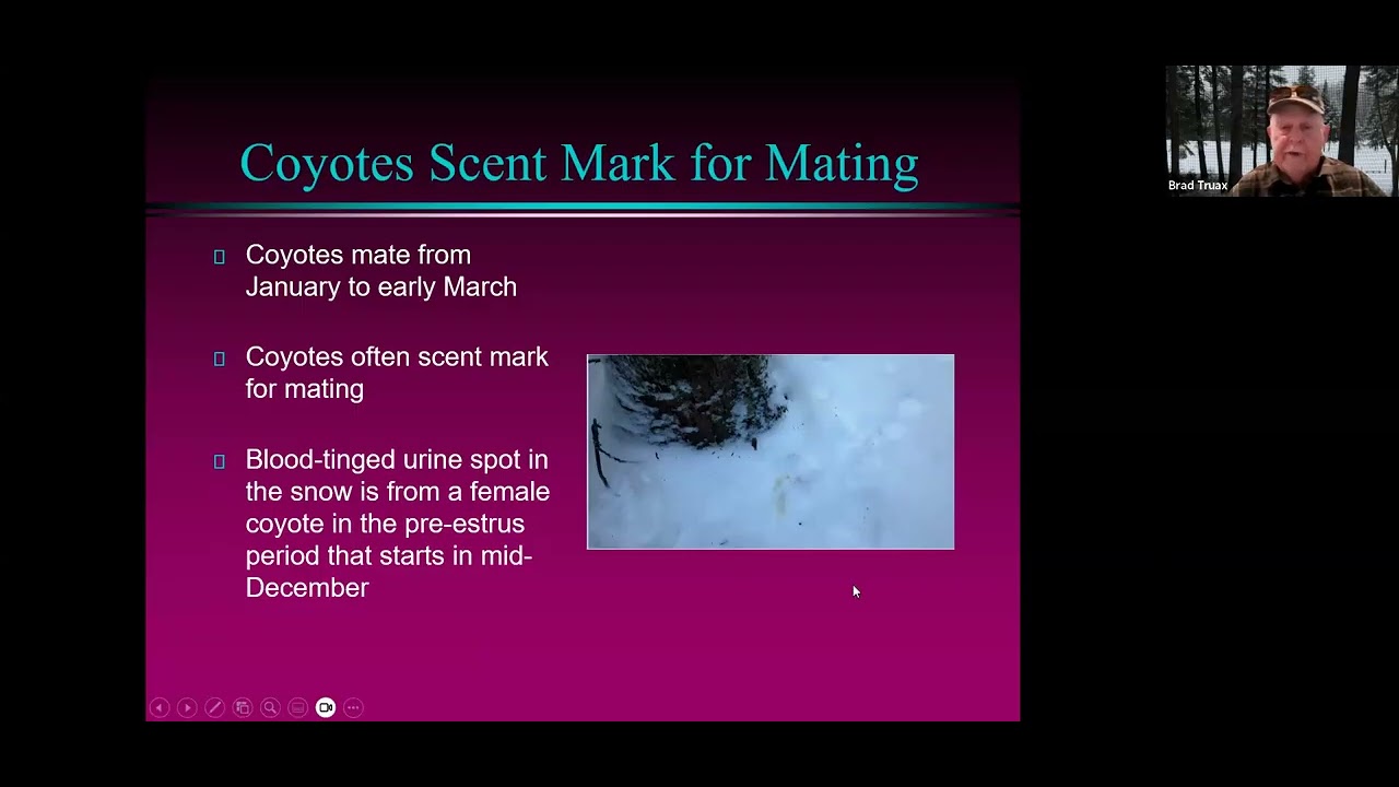 Coyotes in Eastman: Jan. 2026