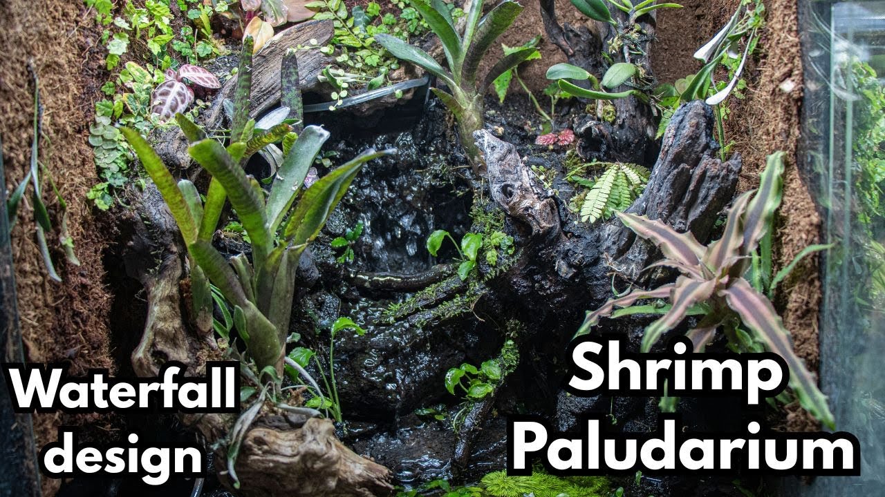 I Built a Tropical Waterfall Paludarium For My Shrimp… This Happened!
