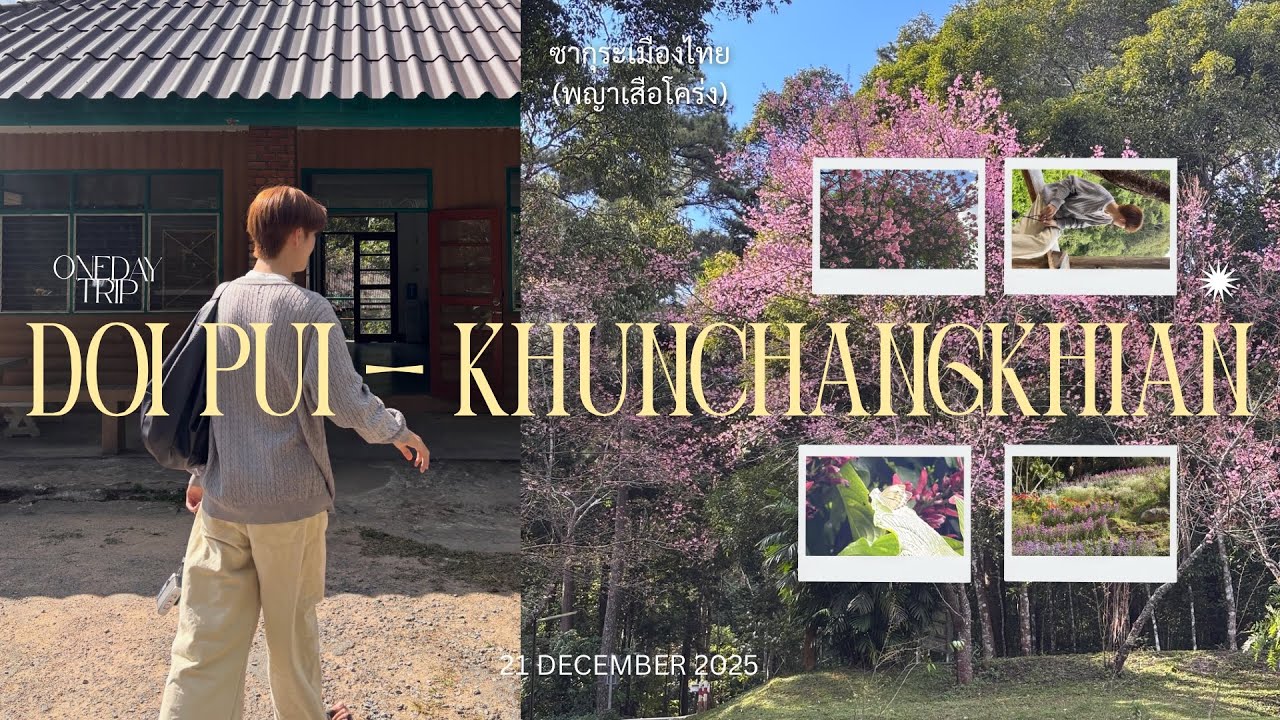 One day trip ดอยปุย-ขุนช่างเคี่ยน ตามล่าซากุระเมืองไทย :🩷🌸)⛰️🏕️