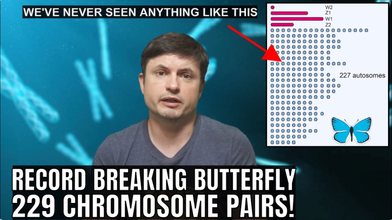 Butterfly With 229 Chromosome Pairs Breaks Animal Kingdom Record