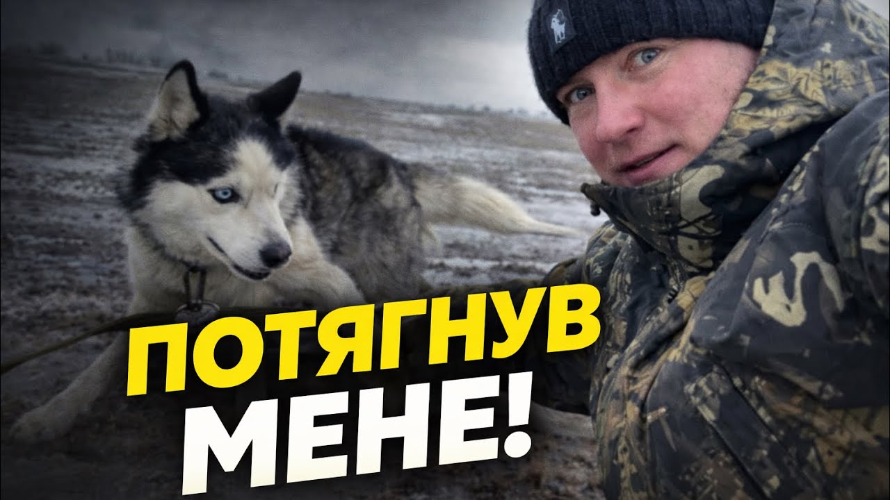 Гуляю з Siberian Husky полями — спокійна прогулянка!
