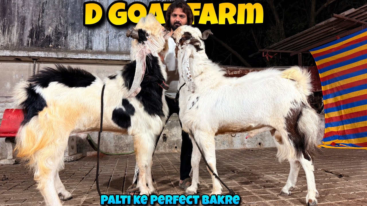 D Goat Farm ke KHAZANE se Nikle Aur BADE Palti Layak KOTA Andul Bakre🤩 Big Goats at Mahapoli